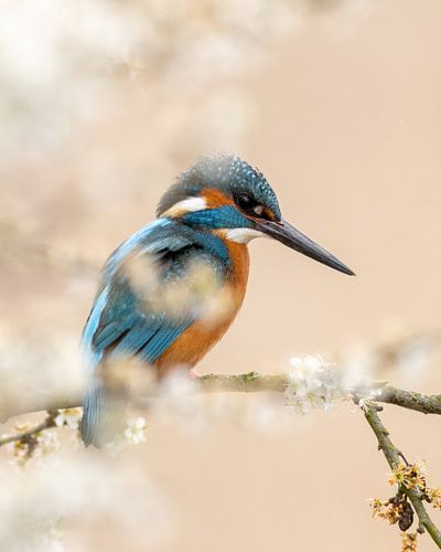 Ijsvogel met pastelkleur van OCEANVOLTA