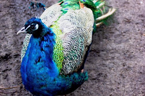 Kleurige pauw