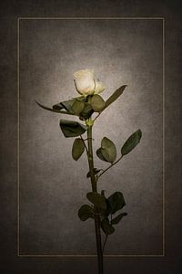 Elegante weiße Rose | Vintage-Stil gold