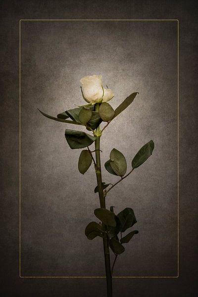 Elegante weiße Rose | Vintage-Stil gold von Melanie Viola