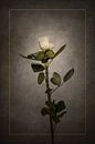 Elegante weiße Rose | Vintage-Stil gold von Melanie Viola Miniaturansicht