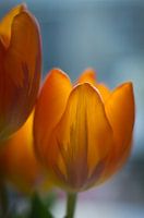 Tulp