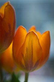 Tulp by Cees van Miert