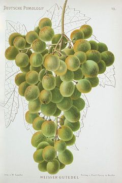 Grapes, Deutsche Pomologie, W. Lauche by Teylers Museum