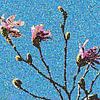 Magnolia a la van Gogh van ArtelierGerdah