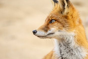 A beautiful, colourful, natural photo of a Dutch fox with a peaceful background