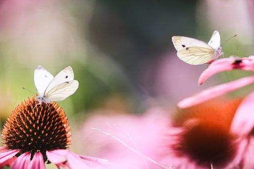 White butterflies