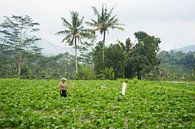 Balinese woman in Sidemen by Martijn Stoppels thumbnail