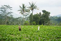 Balinese woman in Sidemen