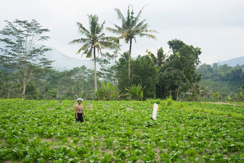 Balinese woman in Sidemen by Martijn Stoppels