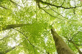 Zomerbos in Steinhagen