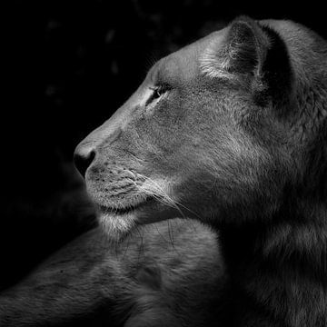 Her majesty, portret van een leeuwin