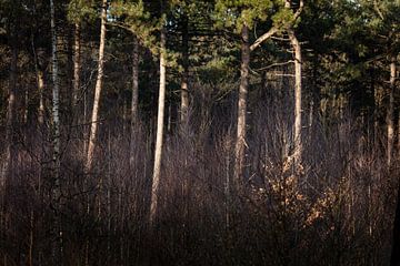 Das Geheimnis des Waldes im Winter von Rene  den Engelsman