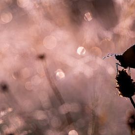 Butterfly in backlight by Mark Dankers