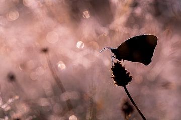 Vlinder in tegenlicht van Mark Dankers