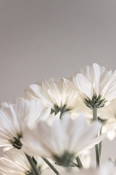 Weiße Blumen 4