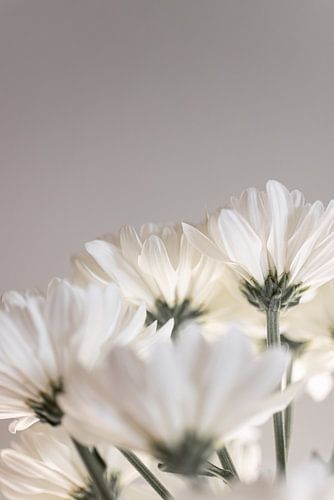 Witte bloemen 4