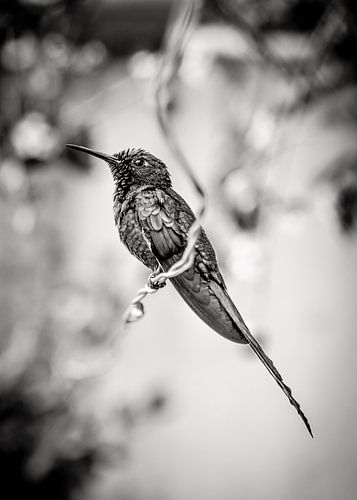 Hummingbird BW