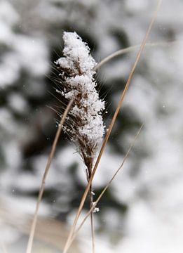 Sneeuw op bloesem van de grassteel van Consala van  der Griend