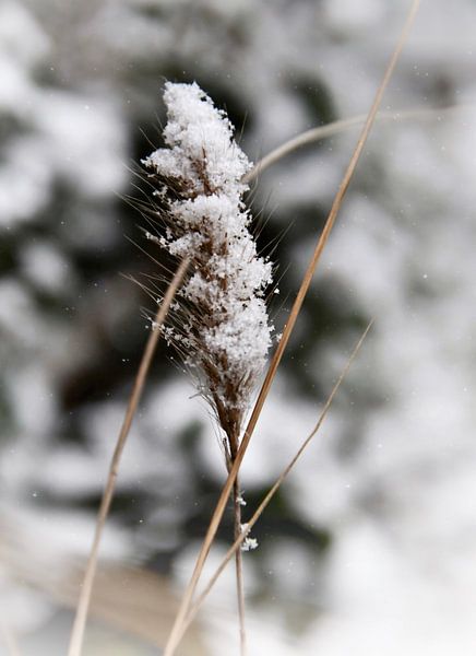 Snow on blossom of the grass stalk by Consala van  der Griend