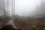 Mist in het bos von Rijk van de Kaa Miniaturansicht