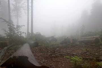 Mist in het bos sur Rijk van de Kaa