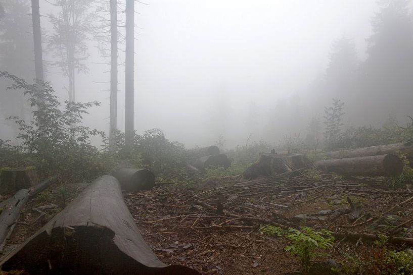 Mist in het bos von Rijk van de Kaa