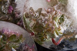 Sedum cyaneum in Eis