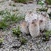 champignons sur le sol sur VIDEOMUNDUM