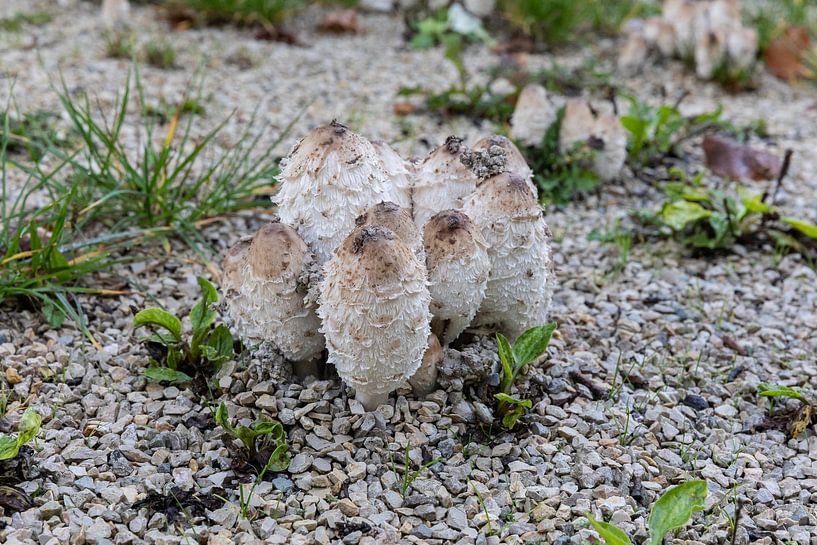 mushroom fungi on the ground by VIDEOMUNDUM