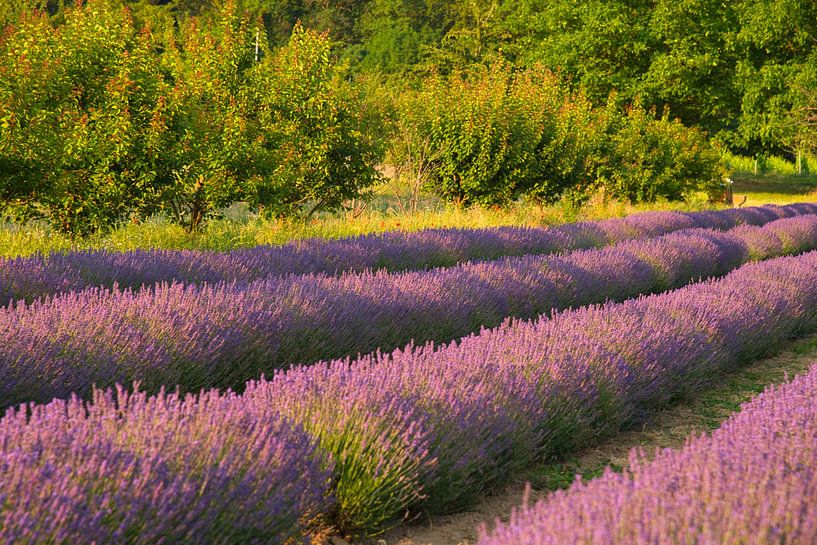 Lavender field in the Kaiserstuhl by Tanja Voigt