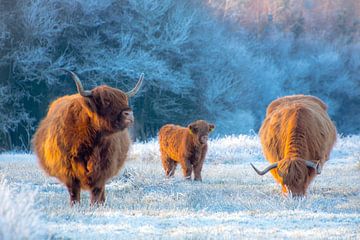 Schottische Highlander von Carolien Lichtendonk