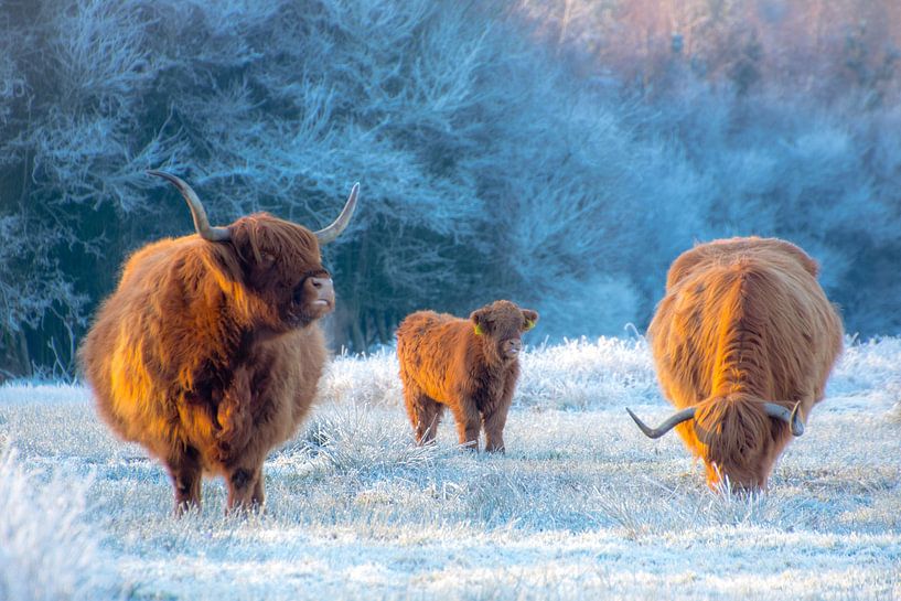 Scottish highlanders by Carolien Lichtendonk