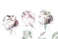 drei Rosen, ein Zeichen des Lebens und der Liebe von Hans de Waay Miniaturansicht