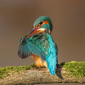 Check wings... by Wim Hufkens