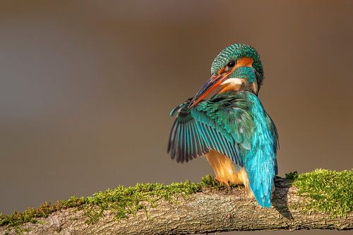 Flügel überprüfen...