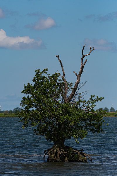 Boom in het water van Merijn Loch