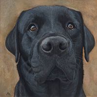 Labrador Retriever zwart portret