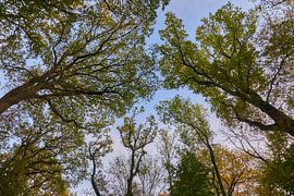 Cimes des arbres en automne