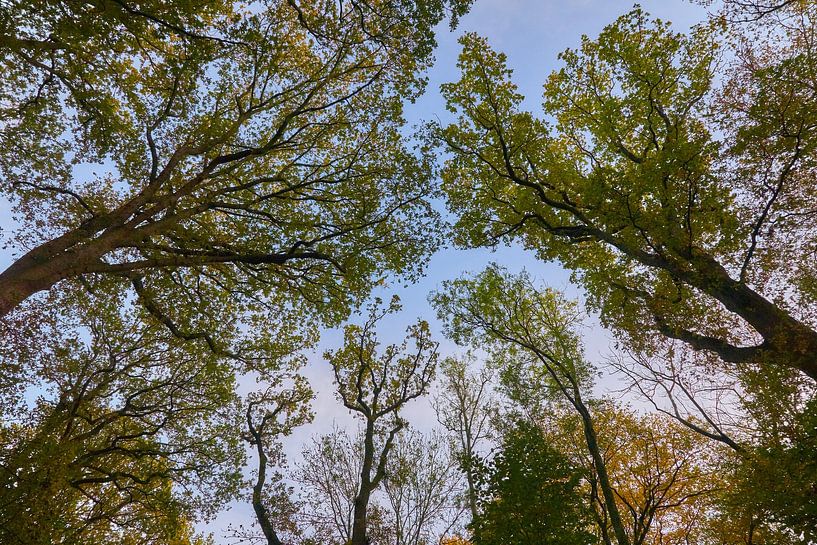 Boomtoppen in de herfst van Ad Jekel