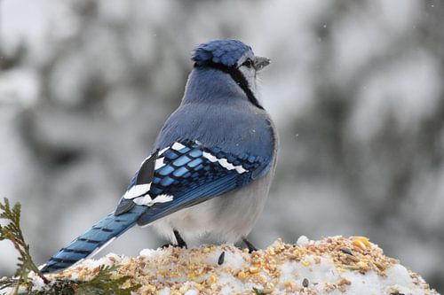 Een blauwe gaai in de winter