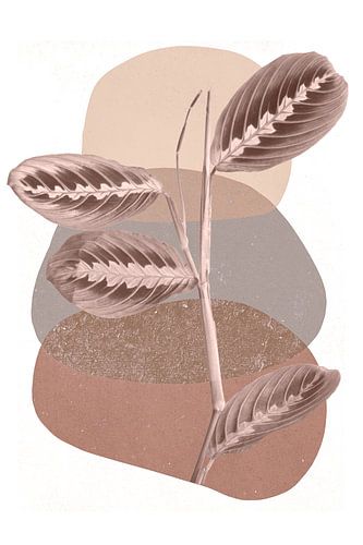 Maranta op modern abstracte vormen in beige en bruin