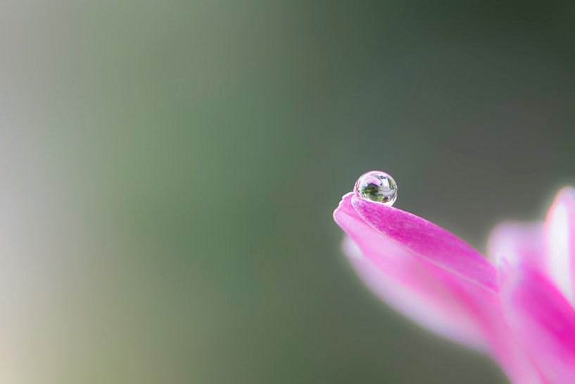 Goutte von Laurent Jack