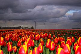 champ de tulipes rouges et jaunes dans le Flevoland avec ferme et moulins à vent sur Jos van den Berg