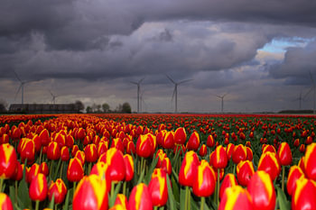 red and yellow tulip field in Flevoland with farm and windmills