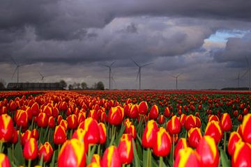 rood met geel tulpenveld in Flevoland met boerderij en windmolens van Jos van den berg
