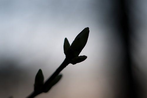 Silhouette van de lente