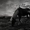 Chevaux sauvages, noir et blanc sur Nynke Altenburg