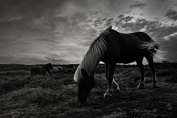 Wilde paarden van Nynke Altenburg