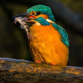 IJsvogel met visje van Conny Veenhuis-Lucas